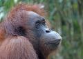 Orangutanes-Sepilok